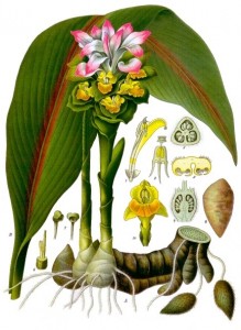Curcuma-Gingembre - Tubercule